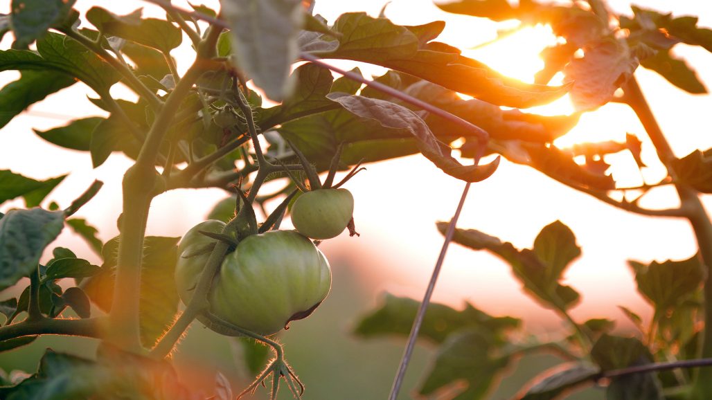 Toppa omogna tomatplantor i augusti